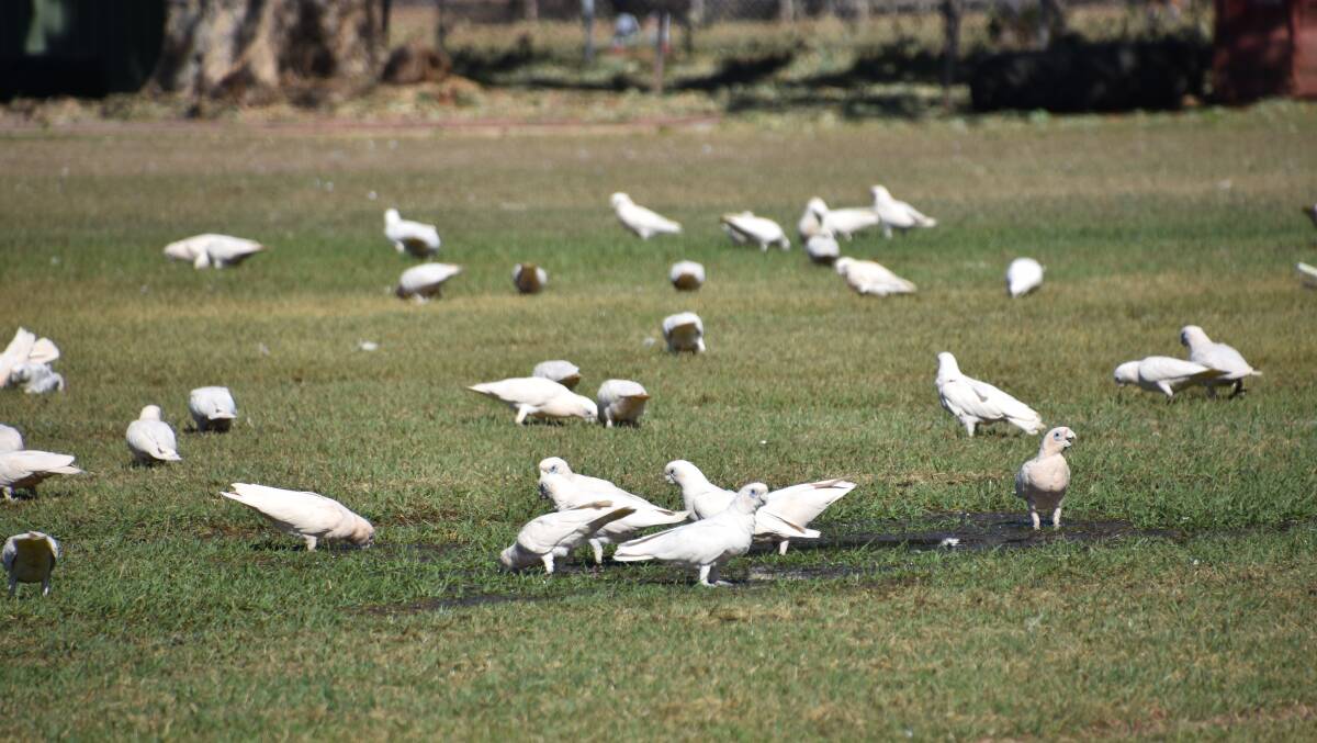 Sport clubs using the Sportsground have spent hours attending the ovals as corellas dig up the surface. 