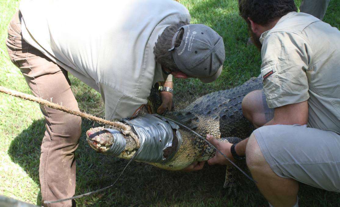 Rangers lift a small saltie captured from the Katherine River last year. 