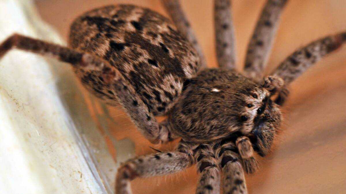 Huntsman spiders don't build webs to catch their prey, they are more likely to hide in crevices to catch insects or geckos. 