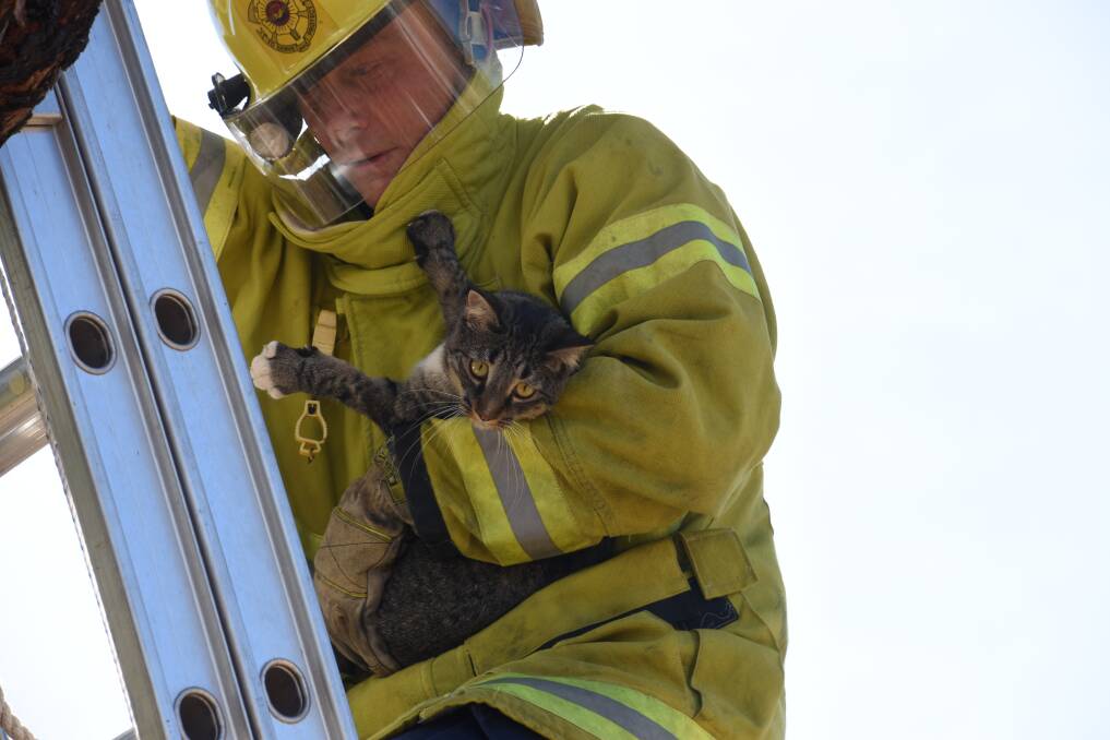 FIRIES TO THE RESCUE: Firefighting auxiliary Ron Green volunteered to rescue a cat stuck in a tree today. 
