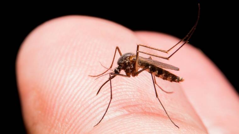 There are just over 100 species of mosquito in the NT. Picture: Government. 