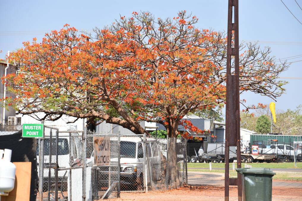 Poincianas across Katherine have bloomed about four weeks late, with its flowers an orange colour instead of red. 