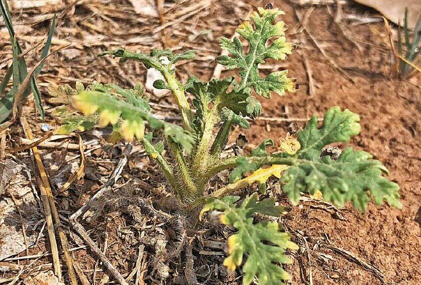 A new infestation of parthenium weed was detected in the Katherine region in October 2018. 