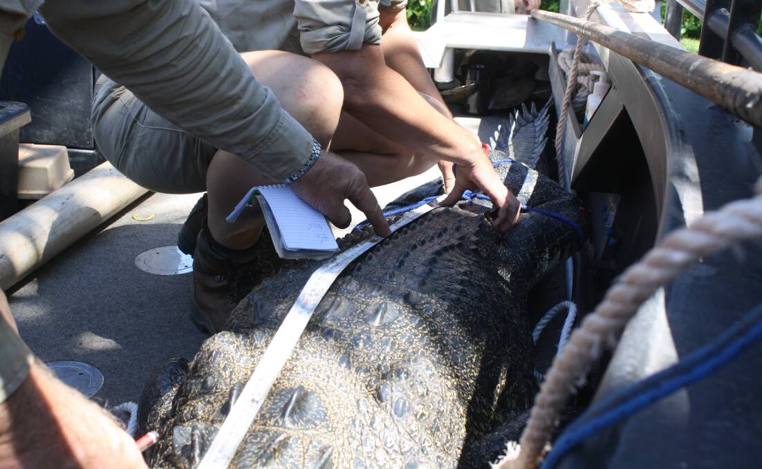 Crocodile catches are only going to increase, rangers said, and the total tally for salties found in the area is up to seven. 