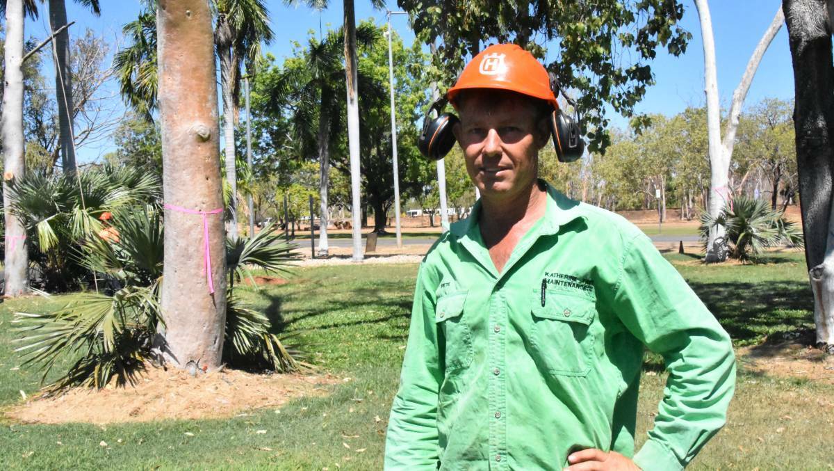 The owner of Katherine Tree Maintenance, Pete Wasley, said about 70 per cent of his work in Katherine is removing trees damaged by termites.