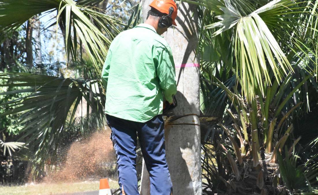 Over the past couple of years, possibly because the wet seasons continue to produce below average rainfalls, termites have become a significant problem for trees in Katherine. 