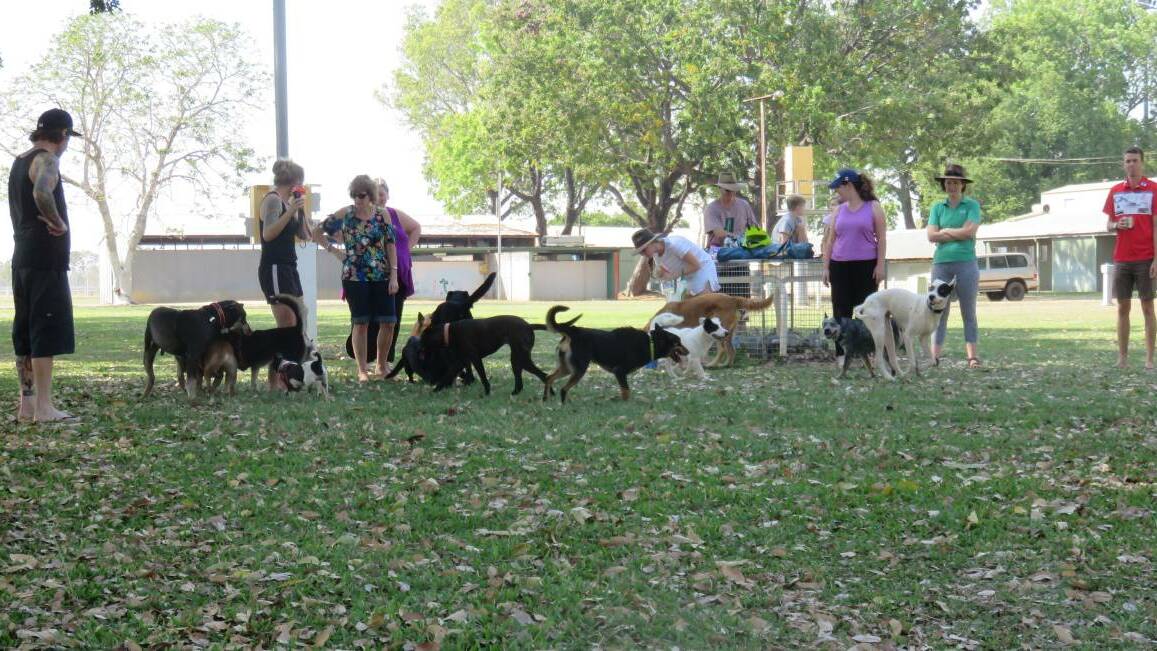 There are three off-leash areas for dog owners to exercise their furry friends in Katherine, Lockheed Park, Casuarina Park, and the Showgrounds - all of them not quite up to par, according to Ms Martin. Picture: Supplied. 