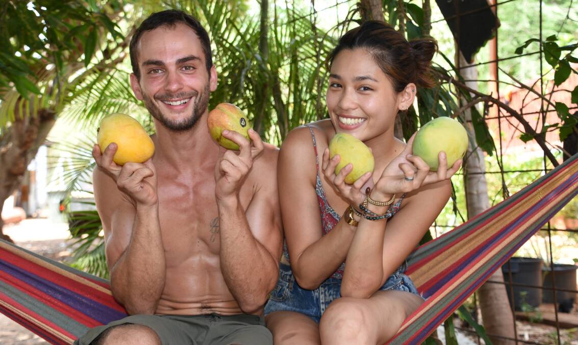 MAD ABOUT MANGOES: Matteo Fillipo from Italy and Pei-pei Lee from Taiwan are working hard picking mangoes for Australians to eat, to save money and travel. 