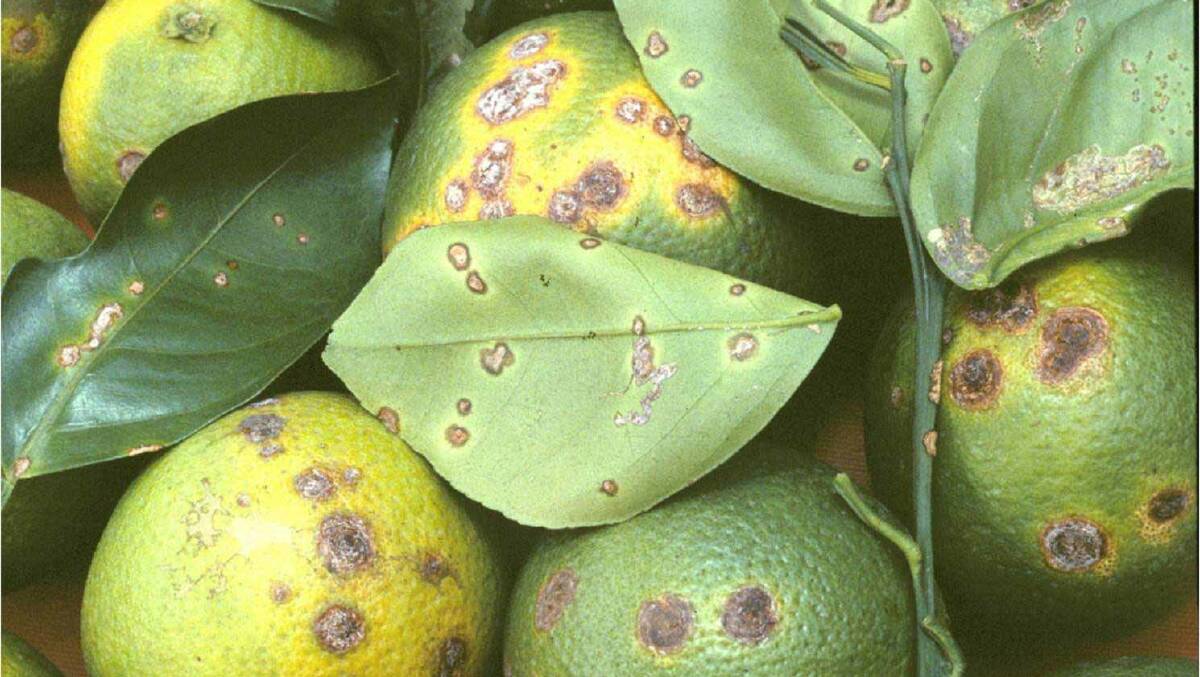 CITRUS WARNING: The symptoms of citrus canker include blister-like lesions on leaves and the fruit. 
