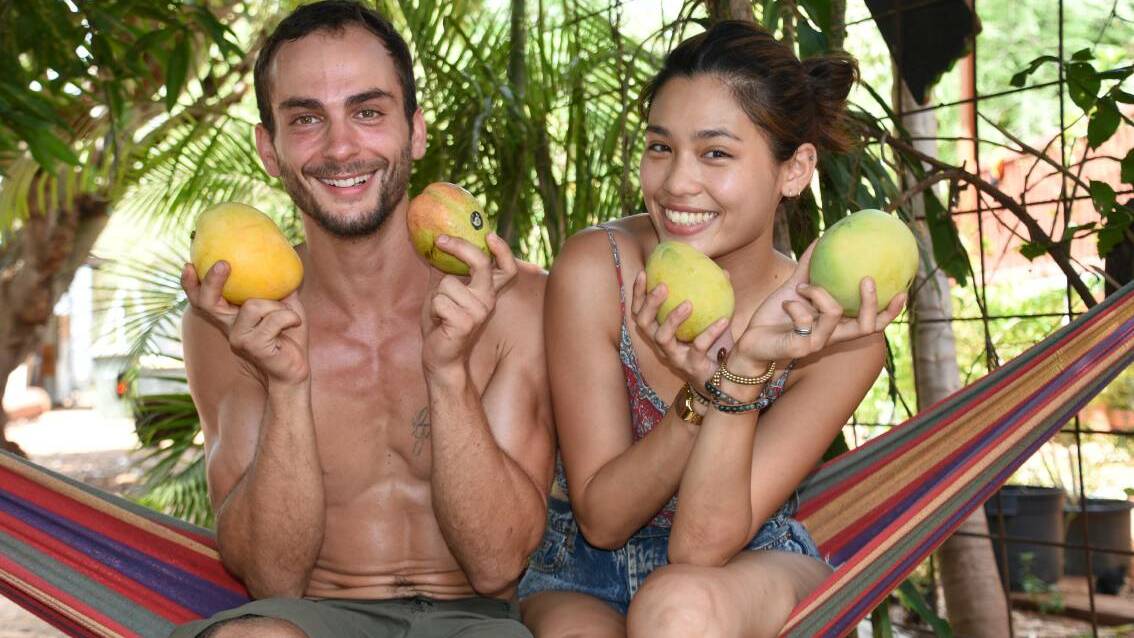 Pei-pei Lee from Taiwan and Matteo Fillipo from Italy, spent 12 hours per day, seven days per week in sweltering heat picking and packing the NTs most famous fruit, during the 2018 season. 