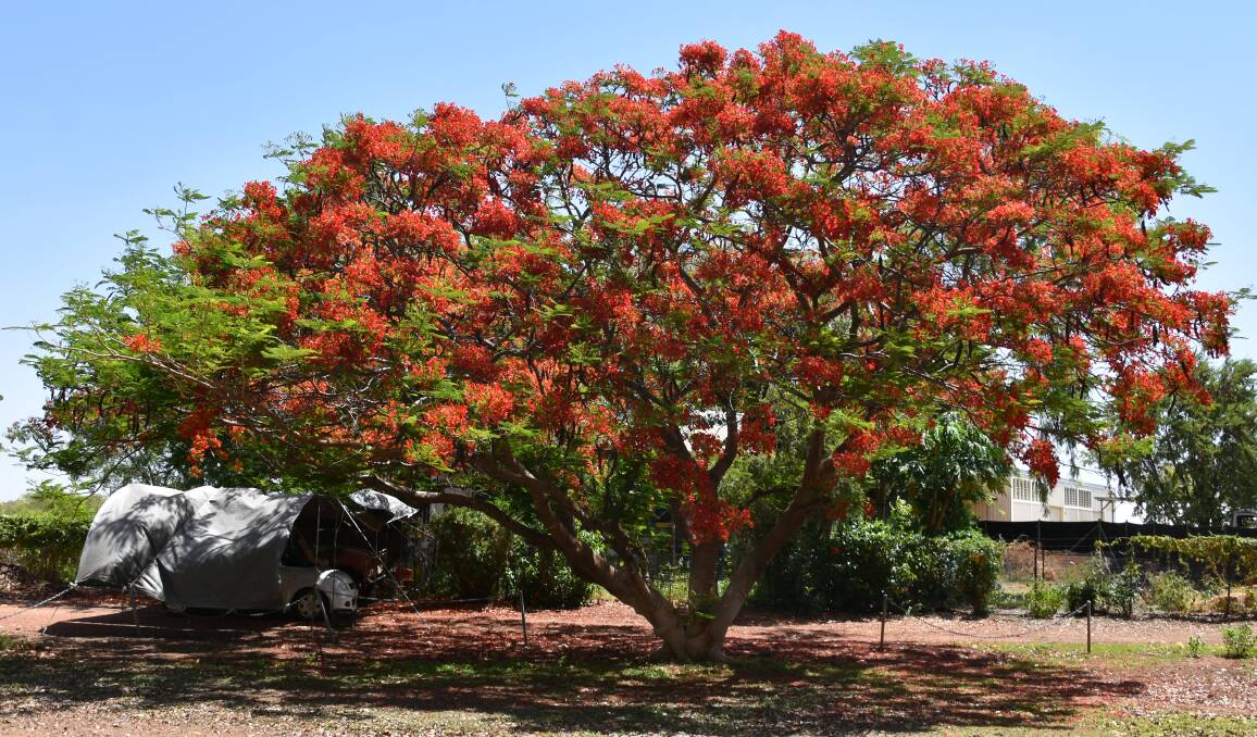 The Katherine Museum poinciana bloomed earlier than others in town and its flowers are red. Picture: Brooklyn Fitzgerald. 