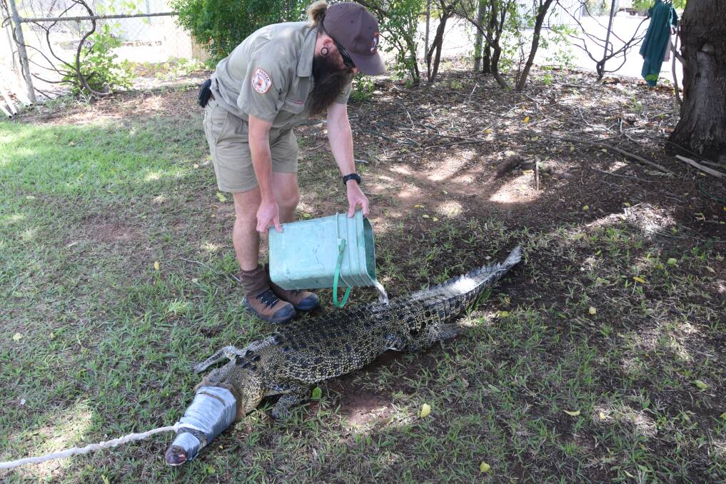 Parks and Wildlife's newest ranger, Cameron Winn, makes sure the crocodile is kept cool with water. 