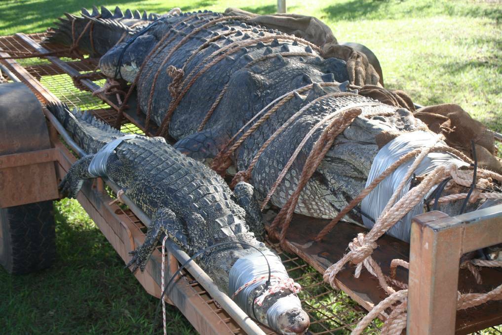 MONSTER CROC: A male saltwater crocodile measuring 4.71 metres long as long as the average family car was trapped by Katherine rangers last year. 