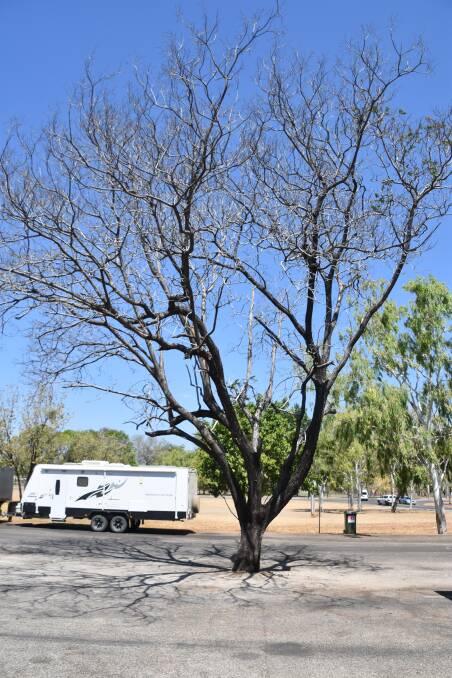 TREES FEARED DEAD: Concerns for drought-affected trees in Katherine are rising as the Northern Territory struggles through an extended dry season. Picture: Brooklyn Fitzgerald. 