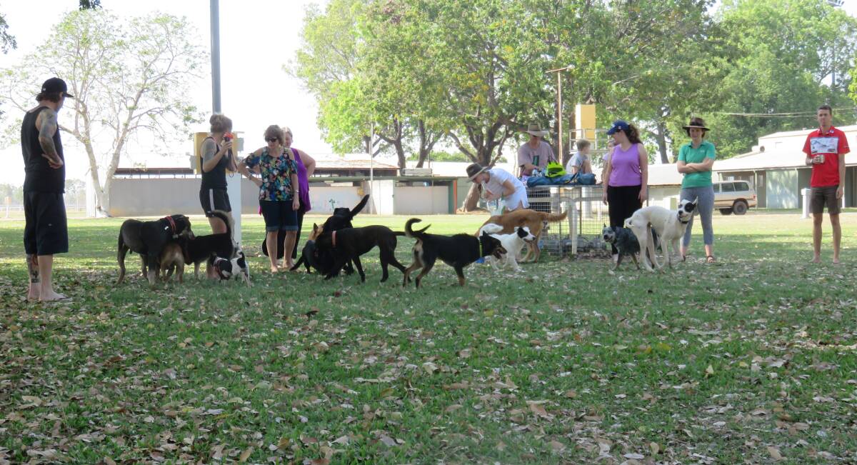 Currently, the Showgrounds is the most popular place for residents to take their dogs for exercise and socialisation. The owners know too well the space is used for events during the year and are happy to settle for a fenced-off area on the back edge of the grounds, near the stables. 