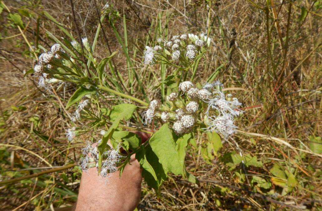 OUTBREAK: Siam weed was first found in Queensland around 1994. Toxic to cattle and known to take over crops, it has long been regarded as one of Australia's worst. Picture: Supplied. 