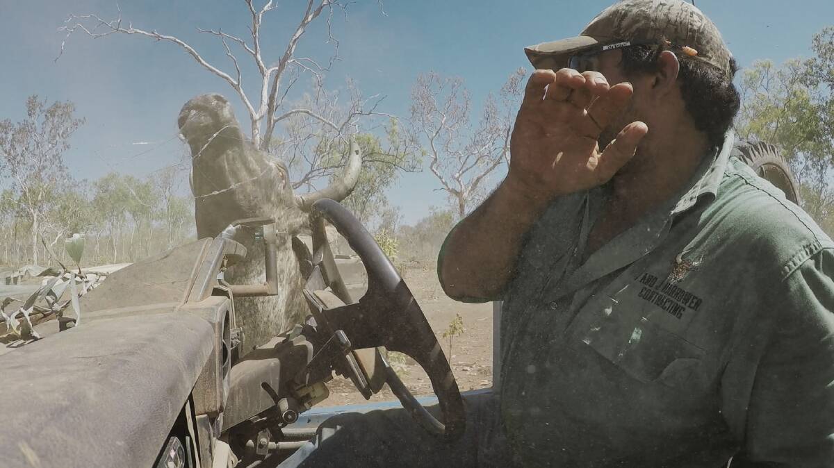 HUGE PROFIT: Gun Ringer Jeff Harrower risks his life to catch feral buffalo in NT outback. Picture: Supplied. 