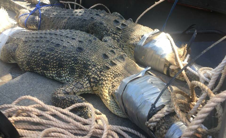 DOUBLE CATCH: Two large saltwater crocs have been pulled out of traps today close to the town and popular swimming spots.