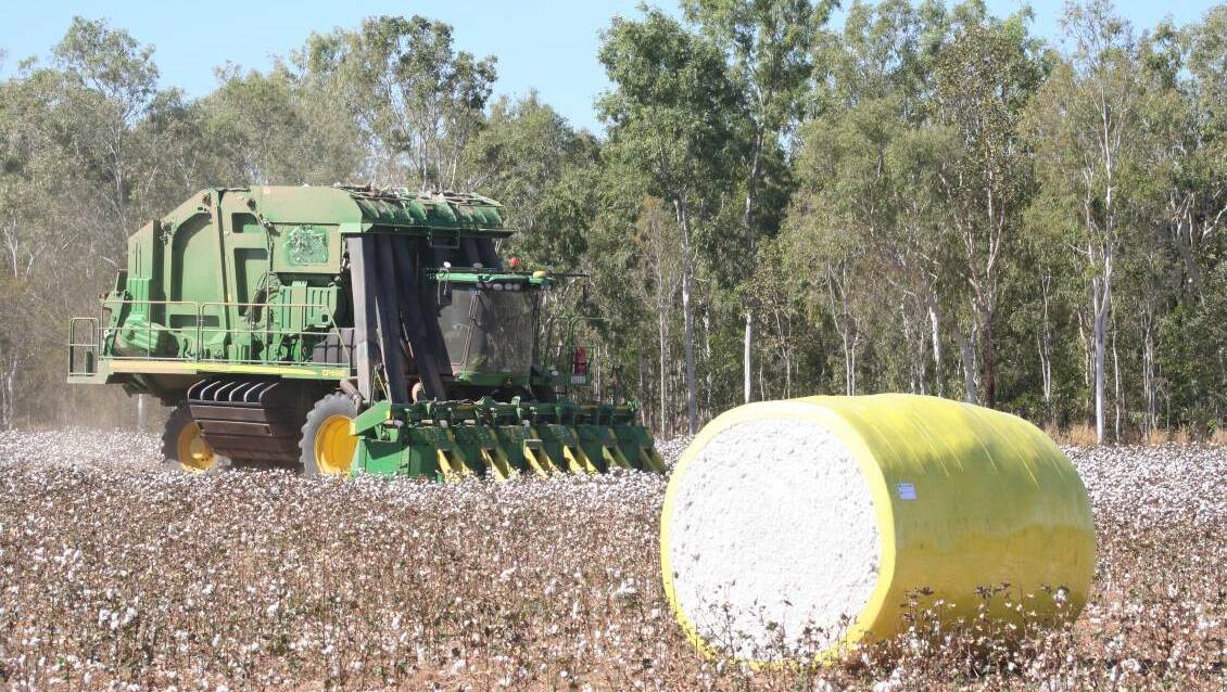 A trial cotton crop was harvested just over one week ago at Edith Springs Station, about 50km outside of Katherine. Picture: Supplied. 