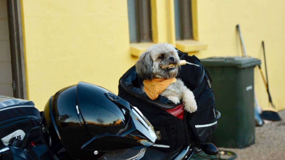 Max Rawlings thinks Archie should be a candidate for best biker dog. 