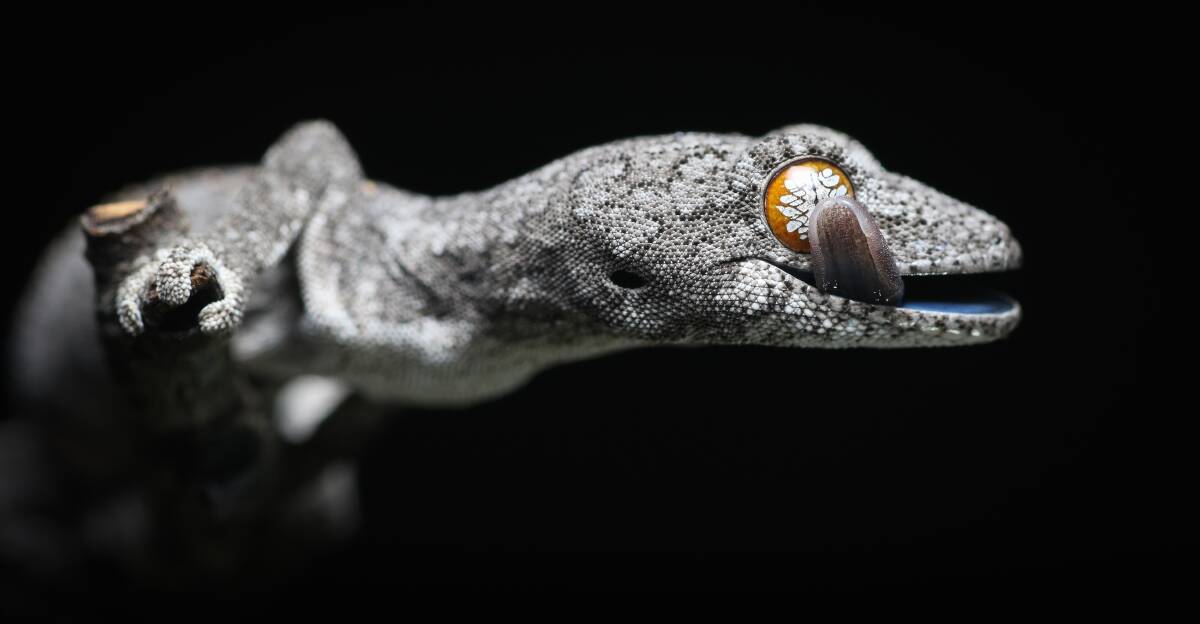 UP CLOSE: In 2017, a Townsville student, Harrison Warne, snapped this photo of an eastern Spiny-tailed Gecko on a branch while on a walk and took out the winning prize. Picture: Supplied. 