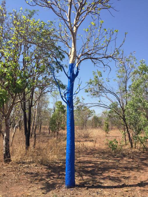 Who painted the tree remains a mystery. 