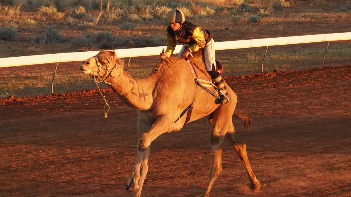 Professional teams from across Australia enter with hopes of winning the 1500m Quality Electrical Qld Boulia Camel Cup. Picture: supplied. 