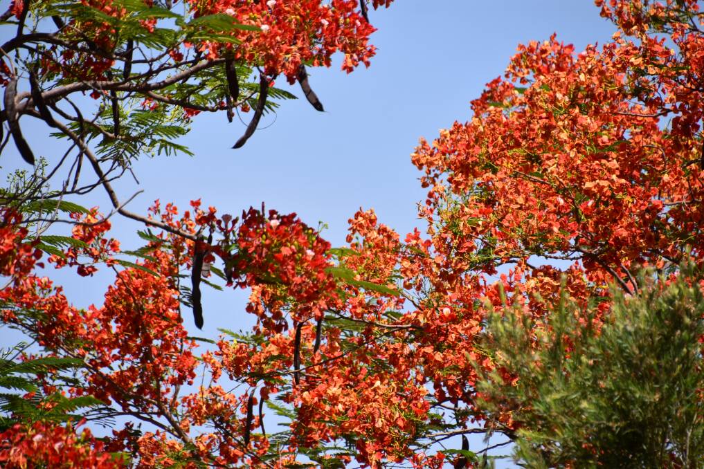 At the museum, where the poinciana has been watered, flowers are a vivid bright red. 