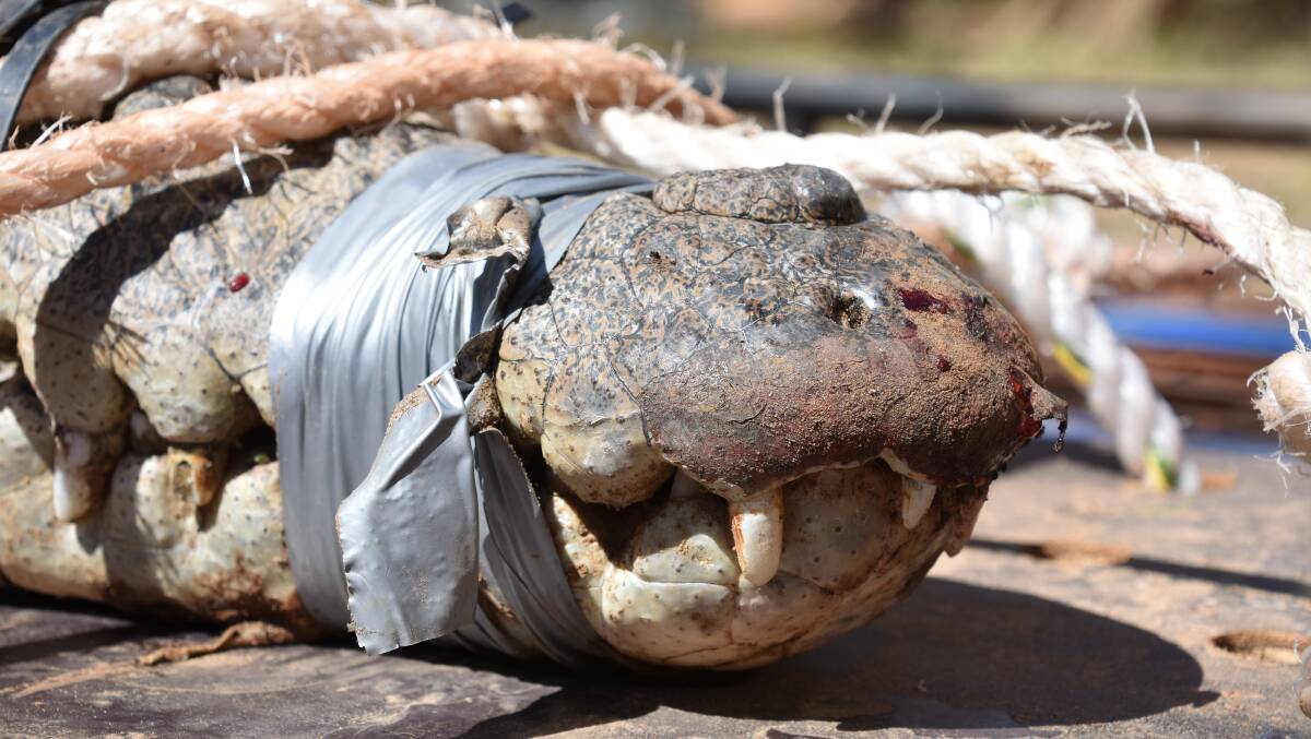 CROC CAPTURE ON THE RISE: This latest 3.4m crocodile capture brings the tally up to 16 for the year. 