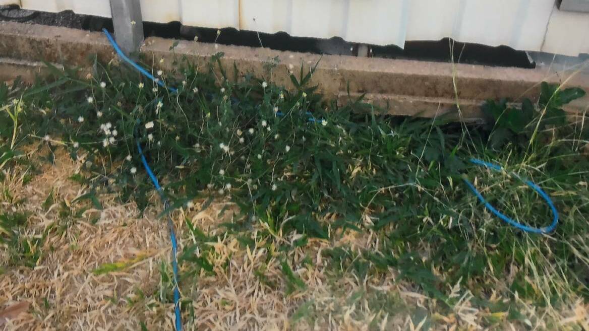 A Katherine resident was shocked to find a blue electricity cord snaking from his neighbour's house and plugged into his power socket. Picture: Supplied.
