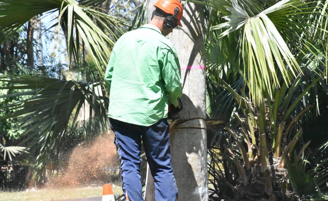 The owner of Katherine Tree Maintenance, Pete Wasley, chops down a tree at the Civic Centre in the first of four stages. 