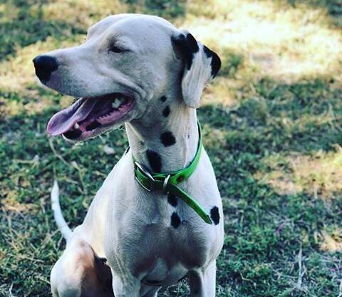 This is Zorro. Kelly Mumme thinks this energetic dalmation is definitely worthy of being the Dog of the Day, and we do too. 