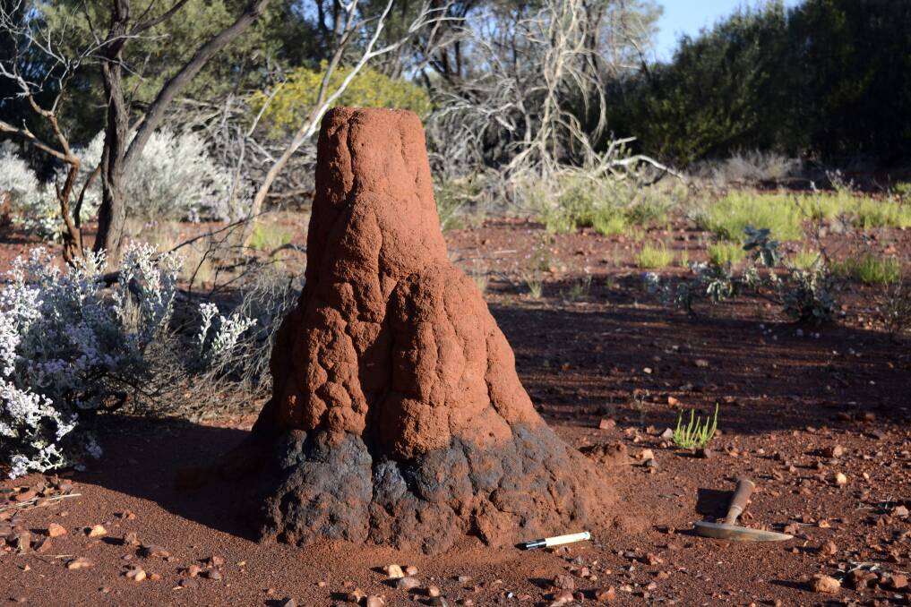 Dr Sam Spinks says the blue metallic shine of manganese crust incorporated into this termite mound in the southern Pilbara region of WA contains zinc isotopes that can reveal the presence of hidden metal deposits nearby.