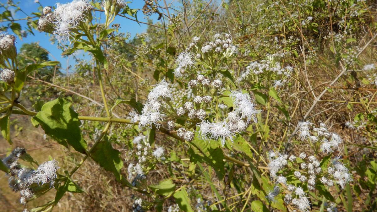 DENR Weed Branch director, Nigel Weston, said Siam weed is a Class C weed in the Northern Territory, meaning it is not to be introduced. 