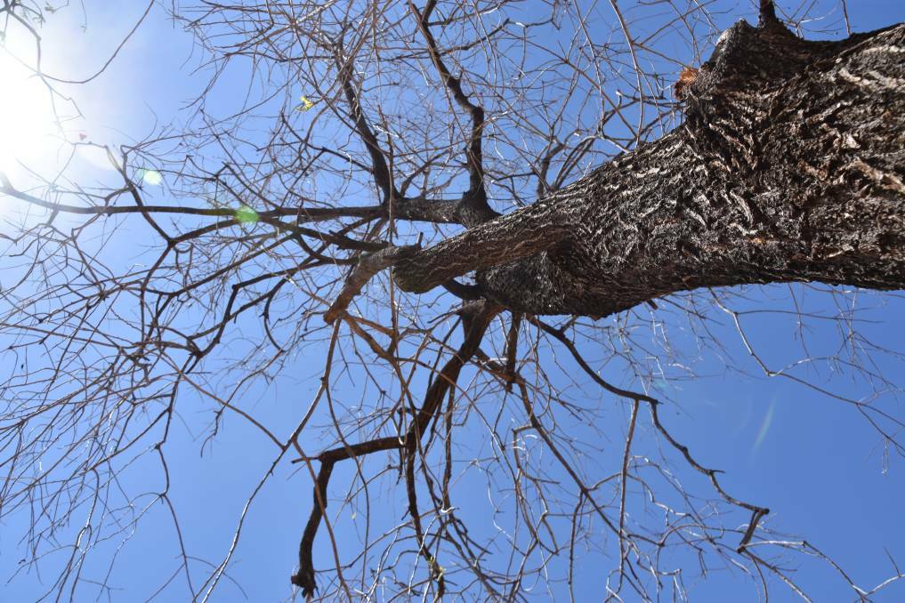 Extreme weather conditions have many Katherine residents on edge with concerns drought-affected trees are dying. Picture: Brooklyn Fitzgerald. 