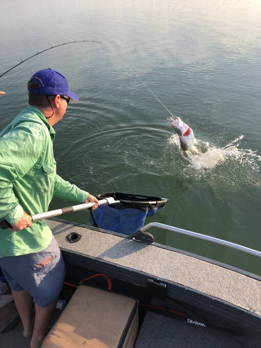 REEL IN: Richie Renfree netting the barra which was incorrectly tagged. Picture: Harry Renfree. 
