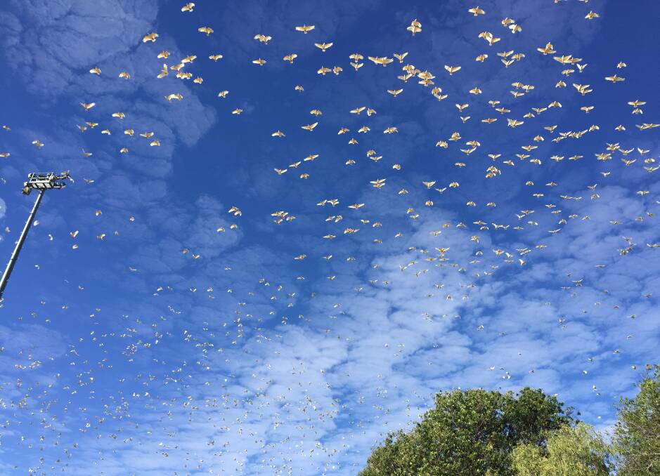 Corellas often flock to well irrigated areas. Sportsground user groups have said the sheer amount of birds taking up residence in the area is unprecedented. 