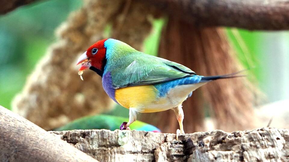 RARELY SEEN: It is sometimes difficult for bird watchers to catch a glimpse of the Gouldian finch in the wild. 