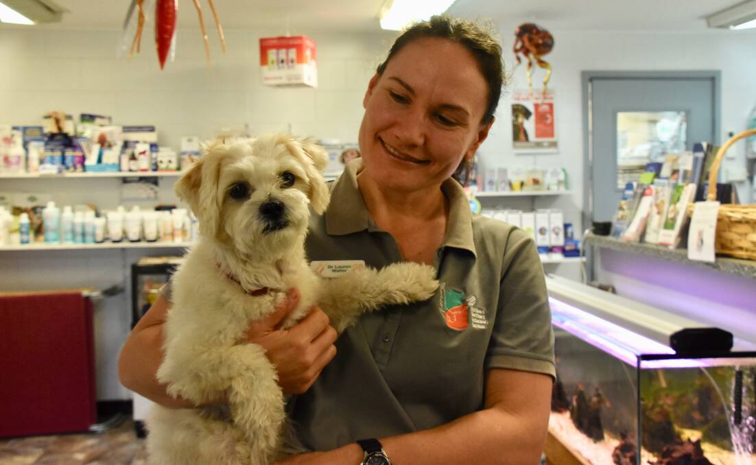 VACCINATE: Katherine vet Lauren Walter with Sam the maltese cross shih tzu, who is now up to date with all of his vaccines. 