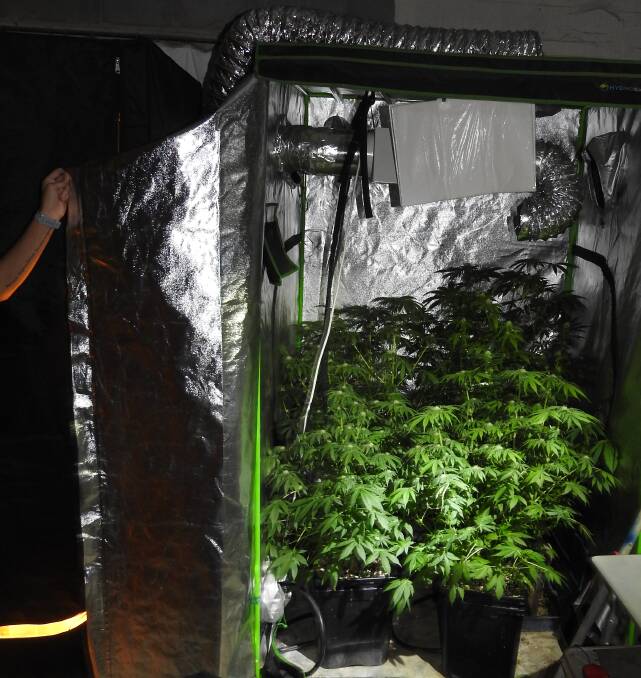 BUSTED: Eight mature cannabis plants were found within two tents in the residence. 