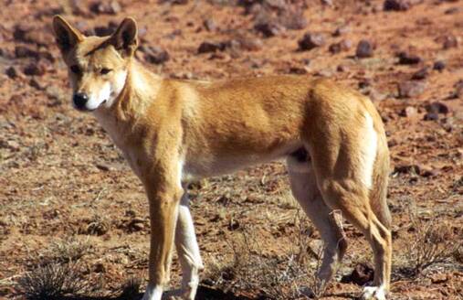 PREDATORS: Most wild dogs in the NT are dingoes. Picture: NT Government. 