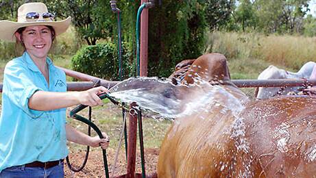 STUDENT SUCCESS: Beef week participant and CDU student Maddi Harley hosing down Mackie. 