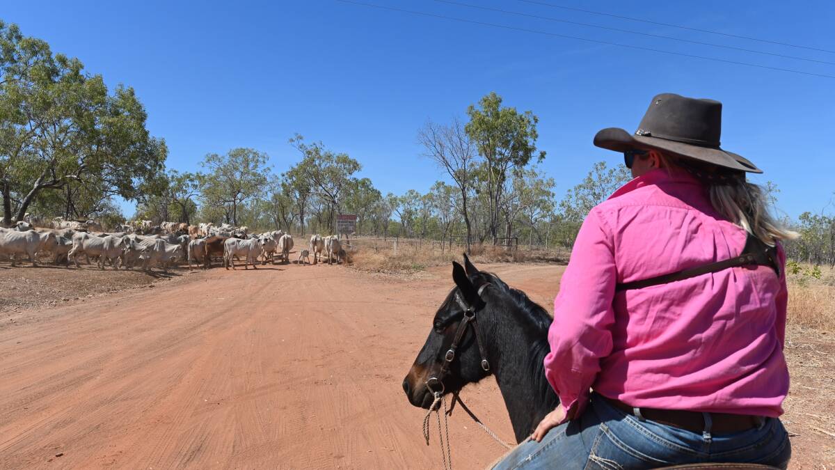 The flow of cattle from the Northern Territory into NSW was striking during 2020.