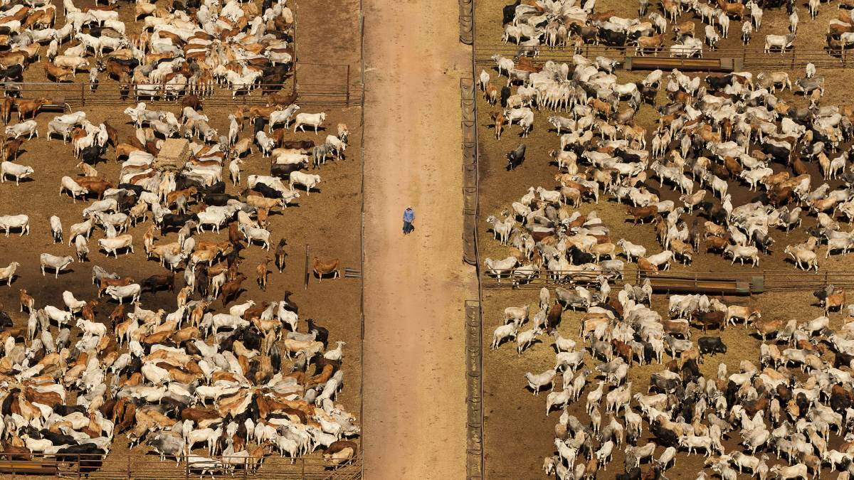 Cattle left stranded in NT feedlots after the live export industry was shut down.