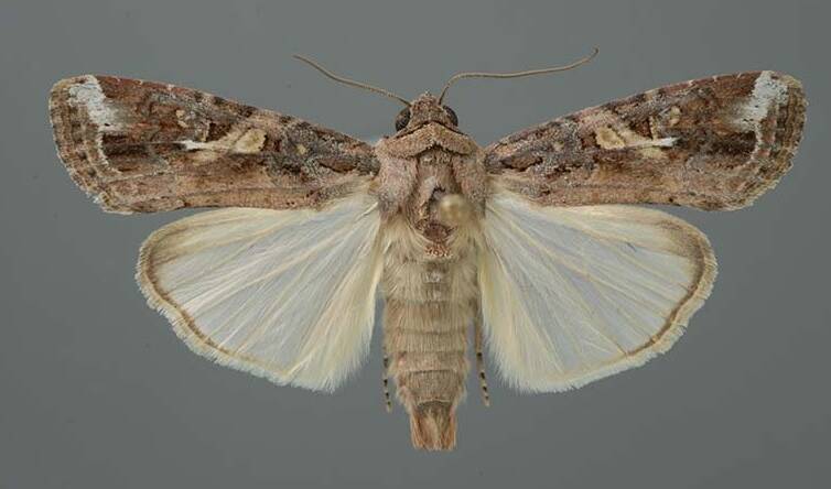 Male fall armyworm moth.