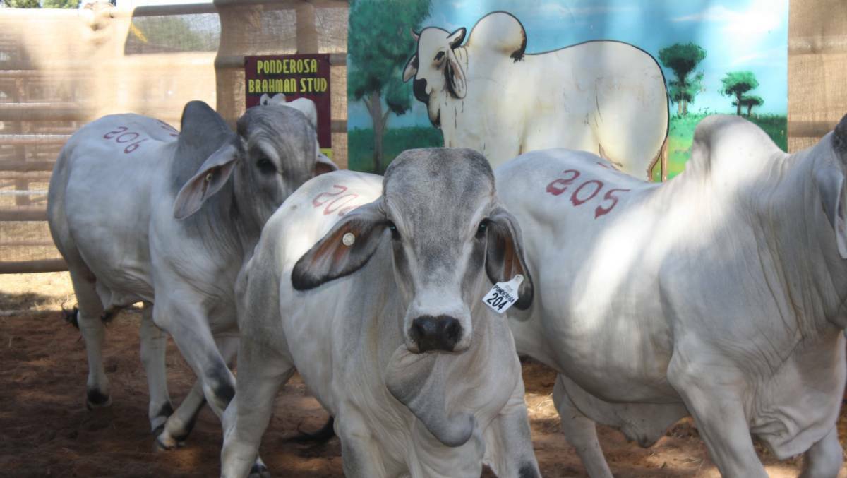 The annual Brahman bull sale grossed about $800,000 last year.