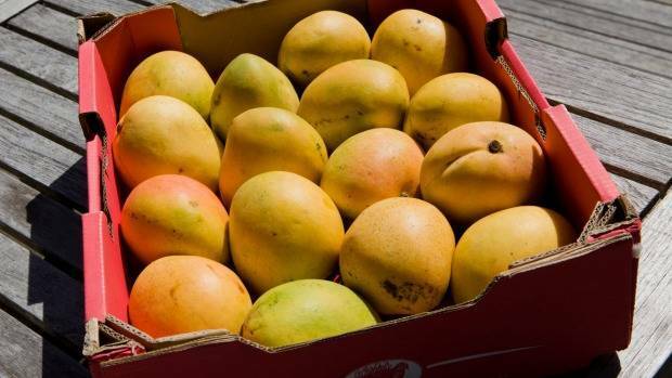 The two new mango varieties were developed at the Katherine Research Farm.