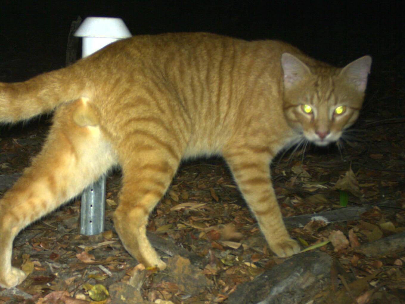 Ferals Cats Not The Menace To Top End S Native Mammals As Once Thought Katherine Times Katherine Nt