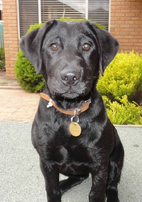 NT police detection dog Astra. Picture: NT Police.