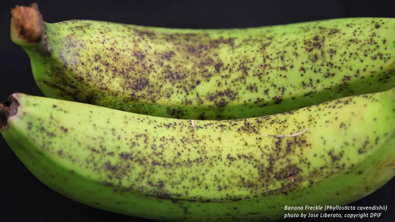 LONG HAUL: After five years of work, the NT is on the cusp of being declared banana freckle free. Picture: NT Government.